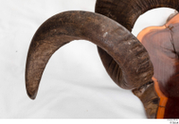  Skull Mouflon Ovis orientalis head horns skull 0013.jpg